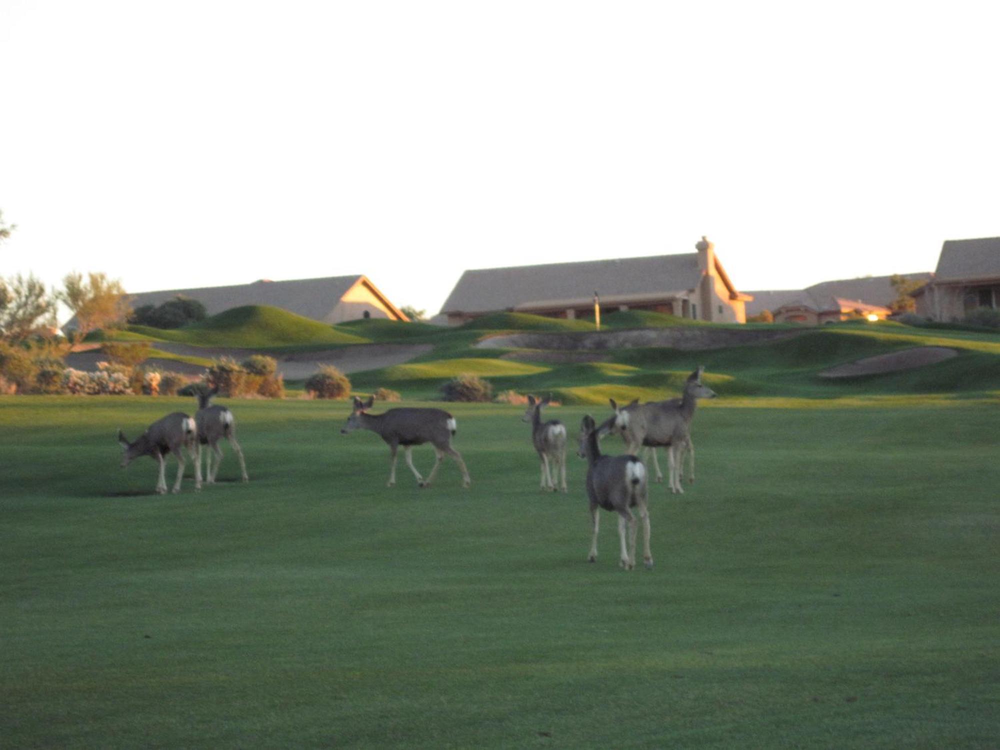 Gold Canyon Golf Resort Zimmer foto